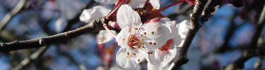 Plum tree in spring bloom